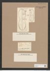 Navicula bombiformis Grun. (de-Toni-Nr.: Genus 1) Zeichnungen Sammlung Grunow Nr. 1343 (NHMW-BOT-W0368279)